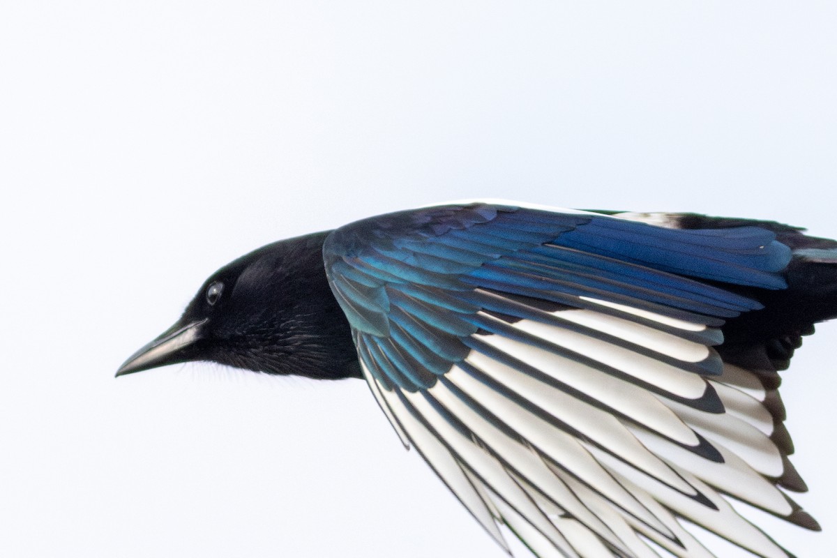 orientskjære - ML647903149