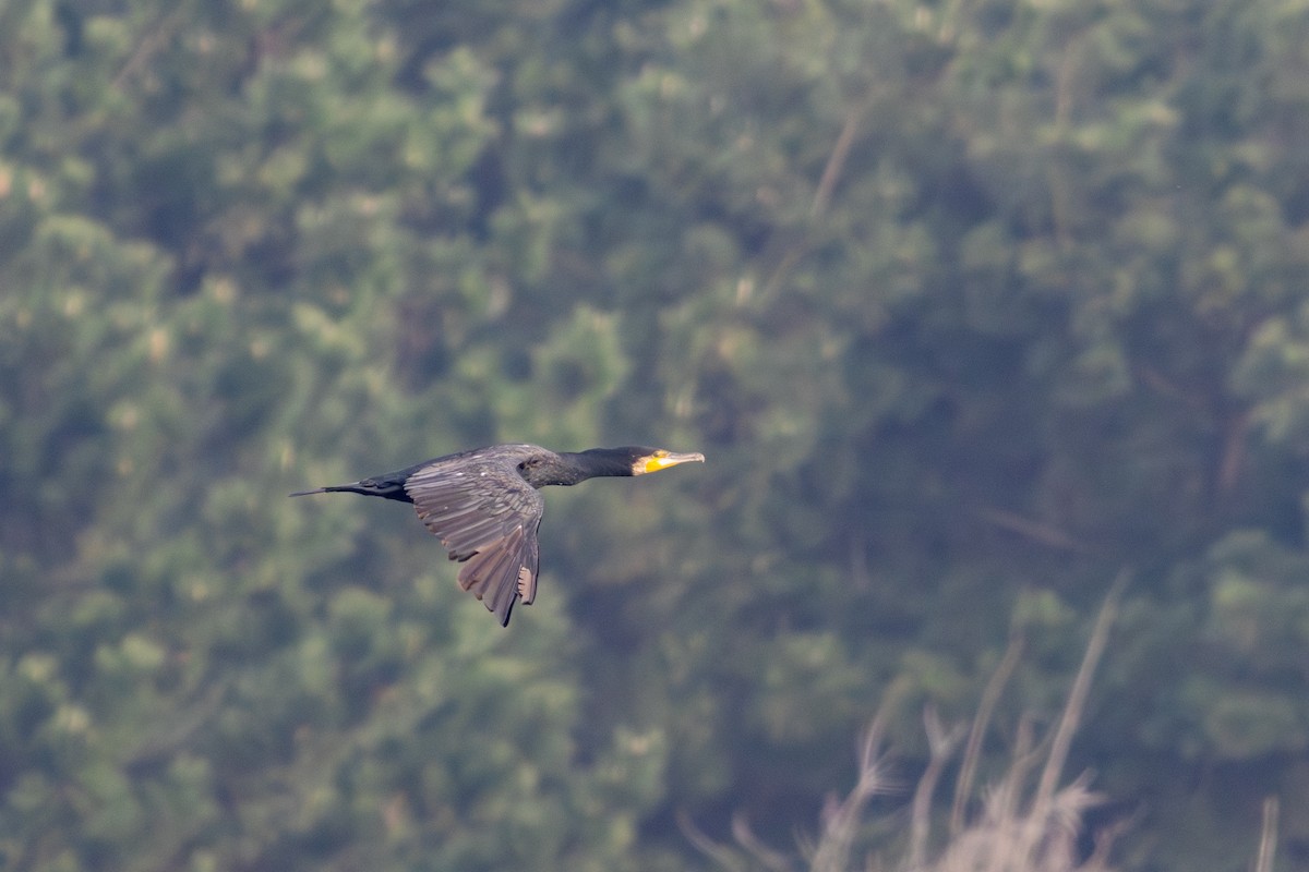 storskarv (sinensis/hanedae) - ML647903158