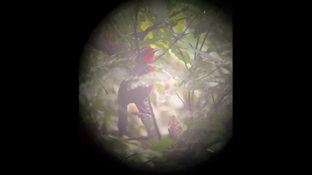 バラムネフウキンチョウ - ML647903159