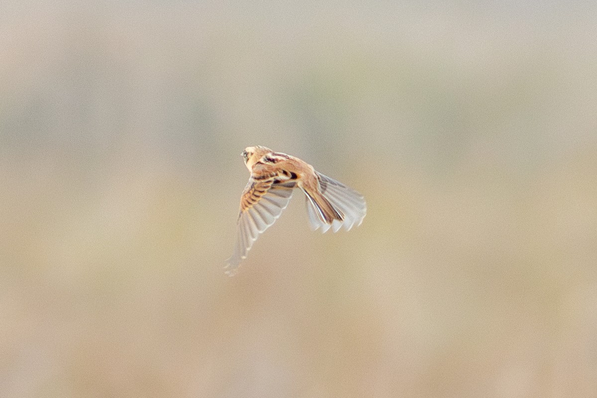 myrspurv - ML647903162