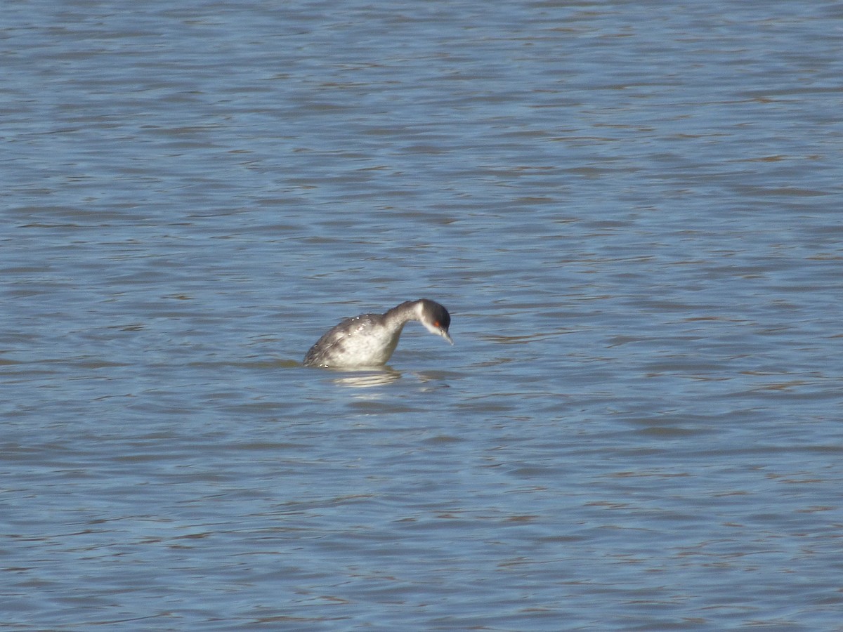 potápka černokrká - ML647903163