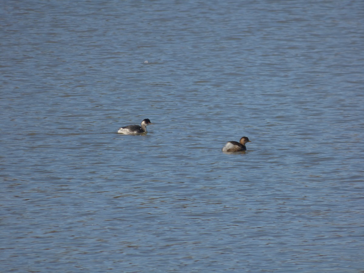 potápka černokrká - ML647903164