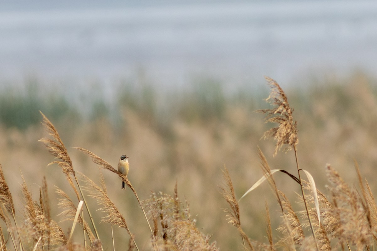 myrspurv - ML647903165