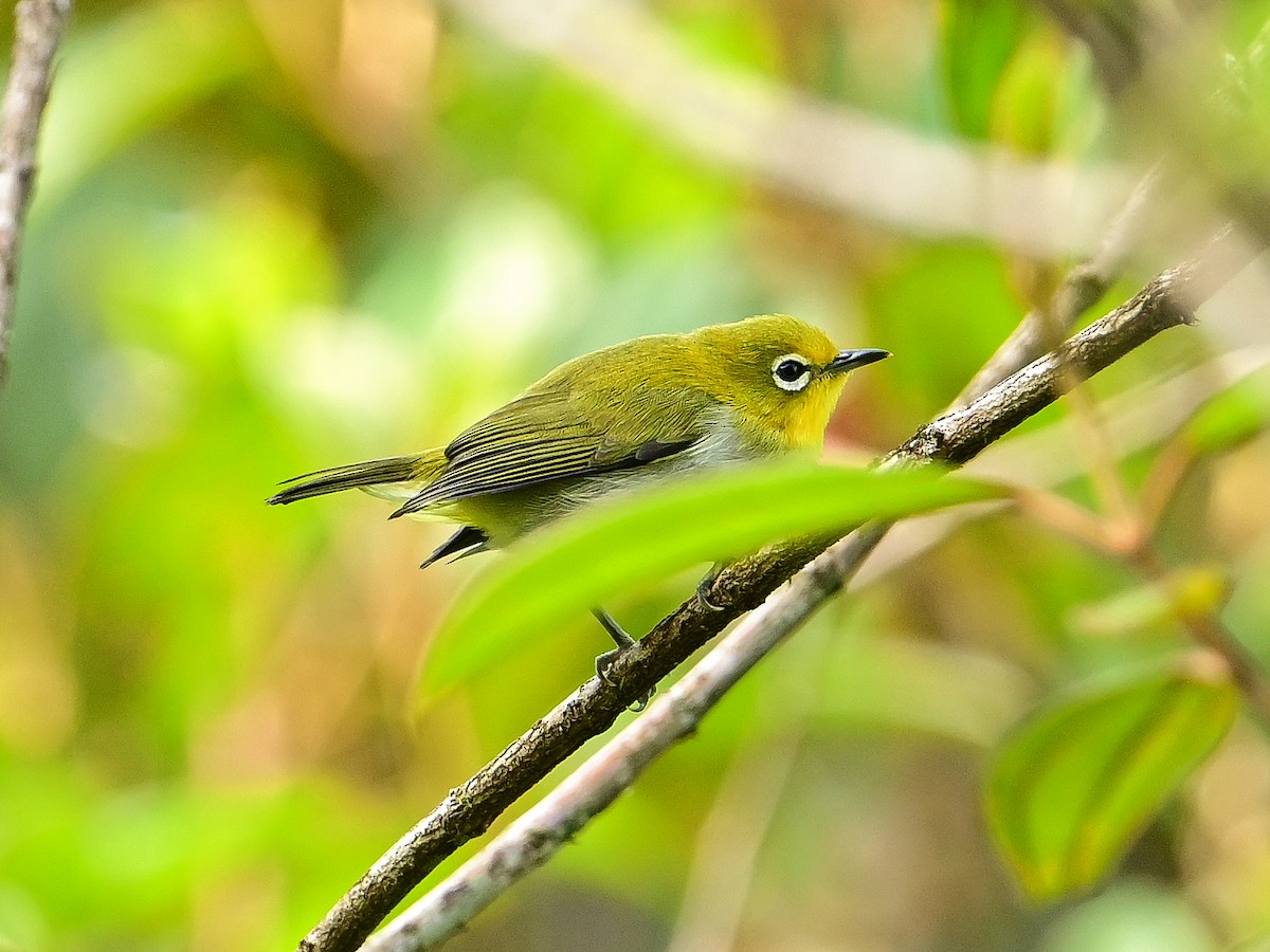 Warbling White-eye - ML647903186