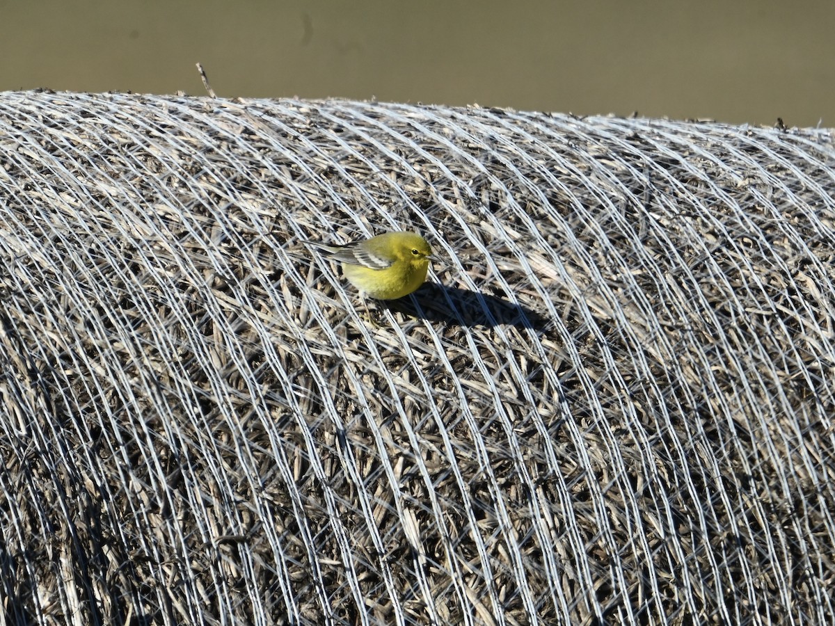 Kiefernwaldsänger - ML647903194