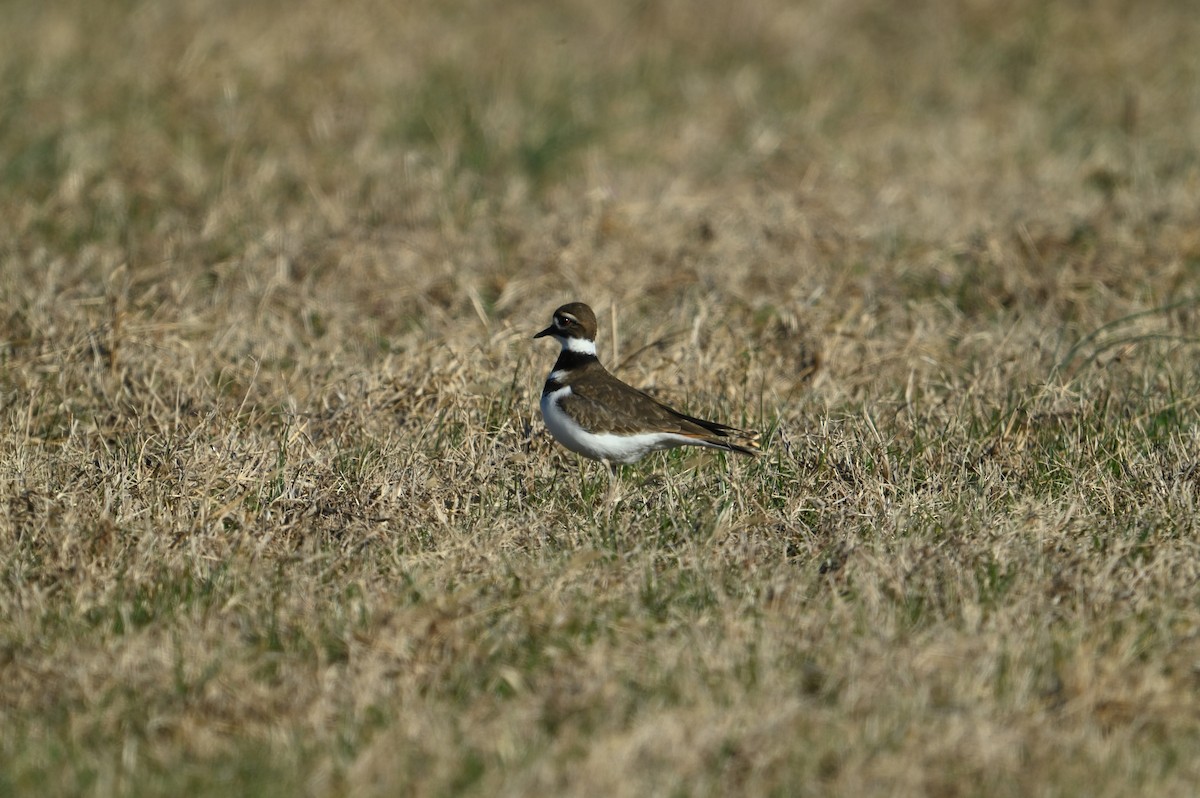 Keilschwanz-Regenpfeifer - ML647903226