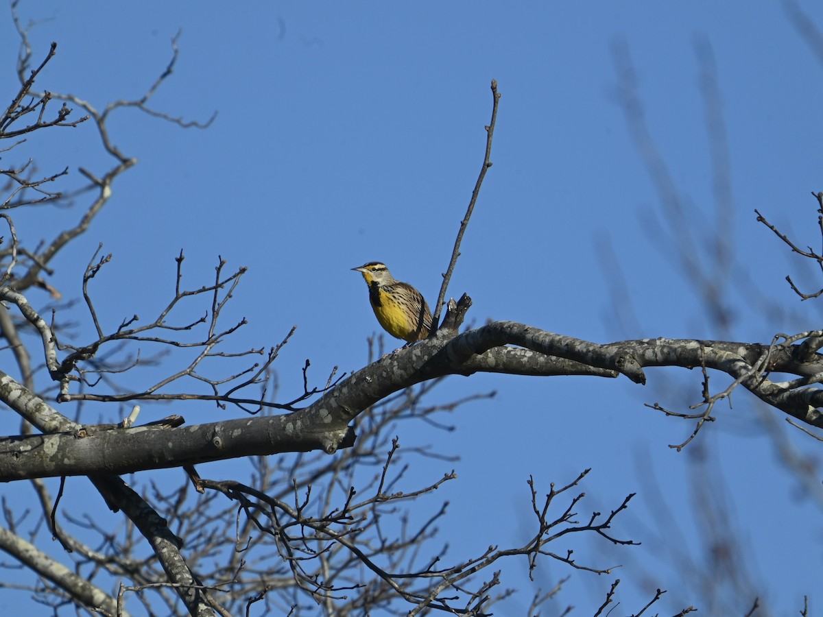 Lerchenstärling - ML647903293