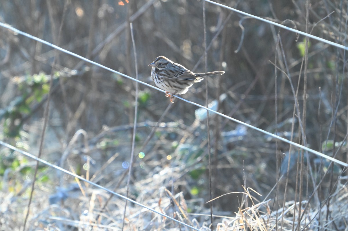 Singammer - ML647903328