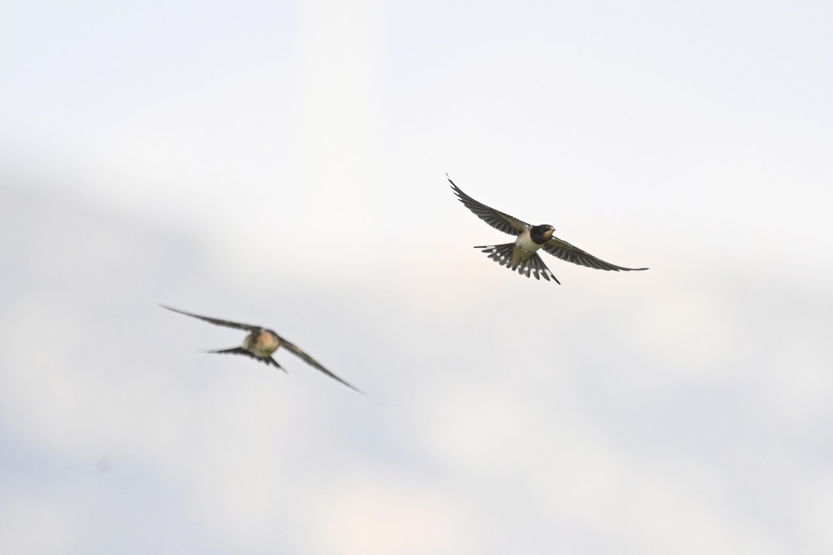 Ластівка сільська - ML647903349