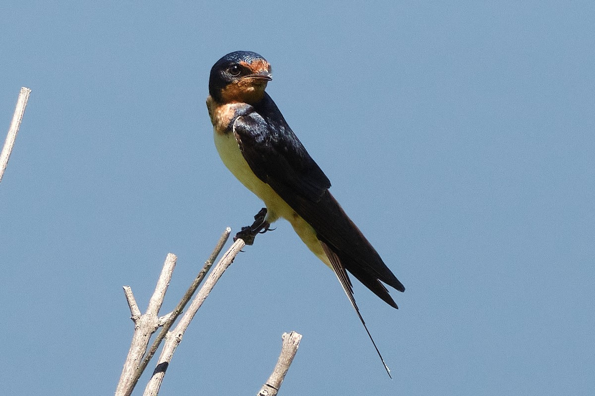 Ластівка сільська - ML647903382