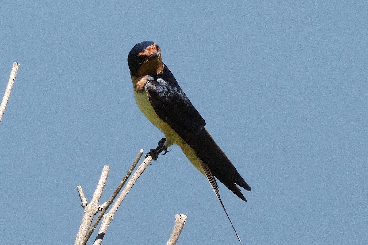 Ластівка сільська - ML647903383