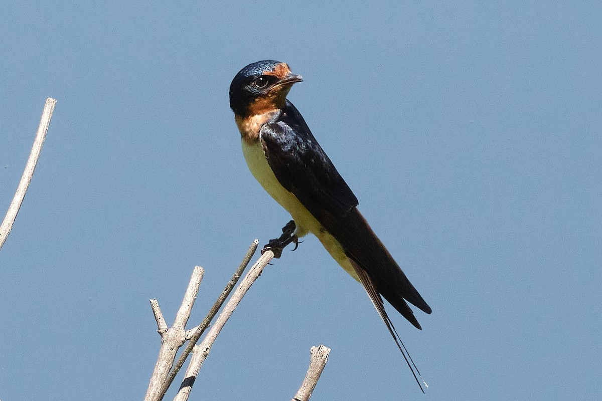 Ластівка сільська - ML647903384