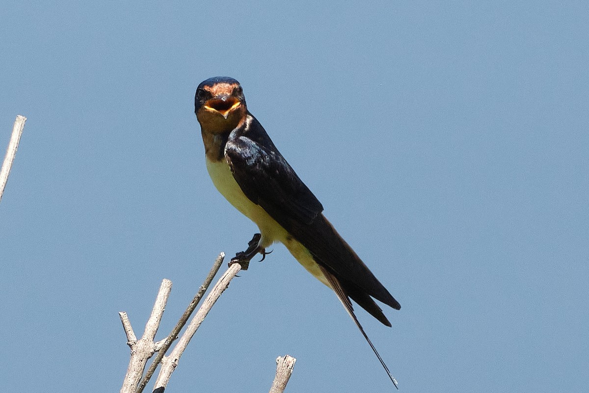 Ластівка сільська - ML647903385