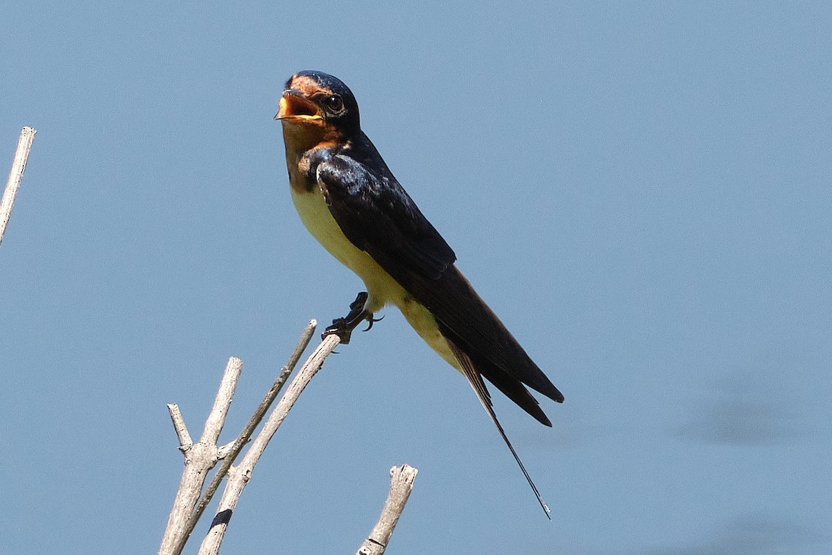 Ластівка сільська - ML647903386