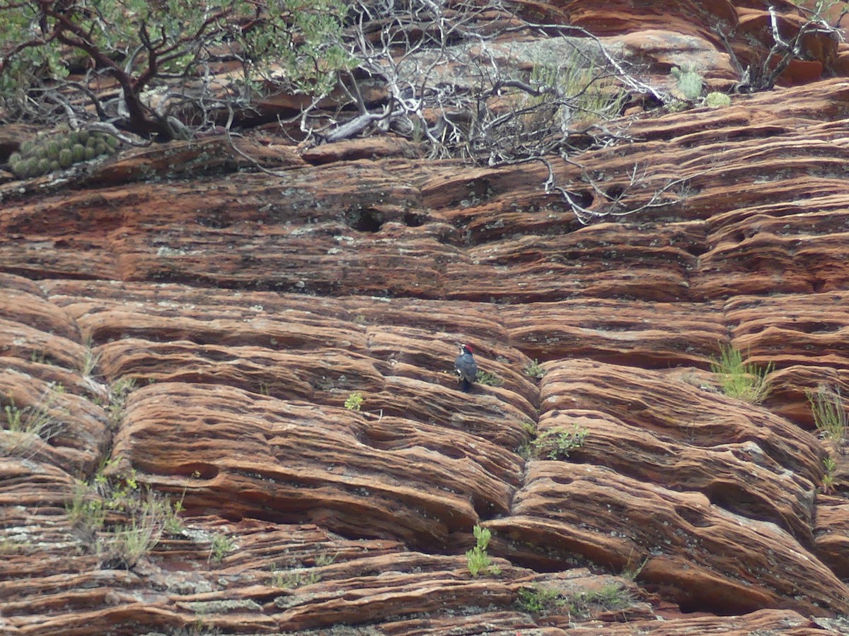 Acorn Woodpecker - ML647903432