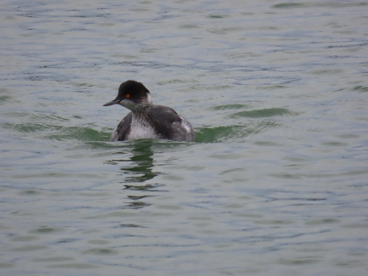 potápka černokrká - ML647903521