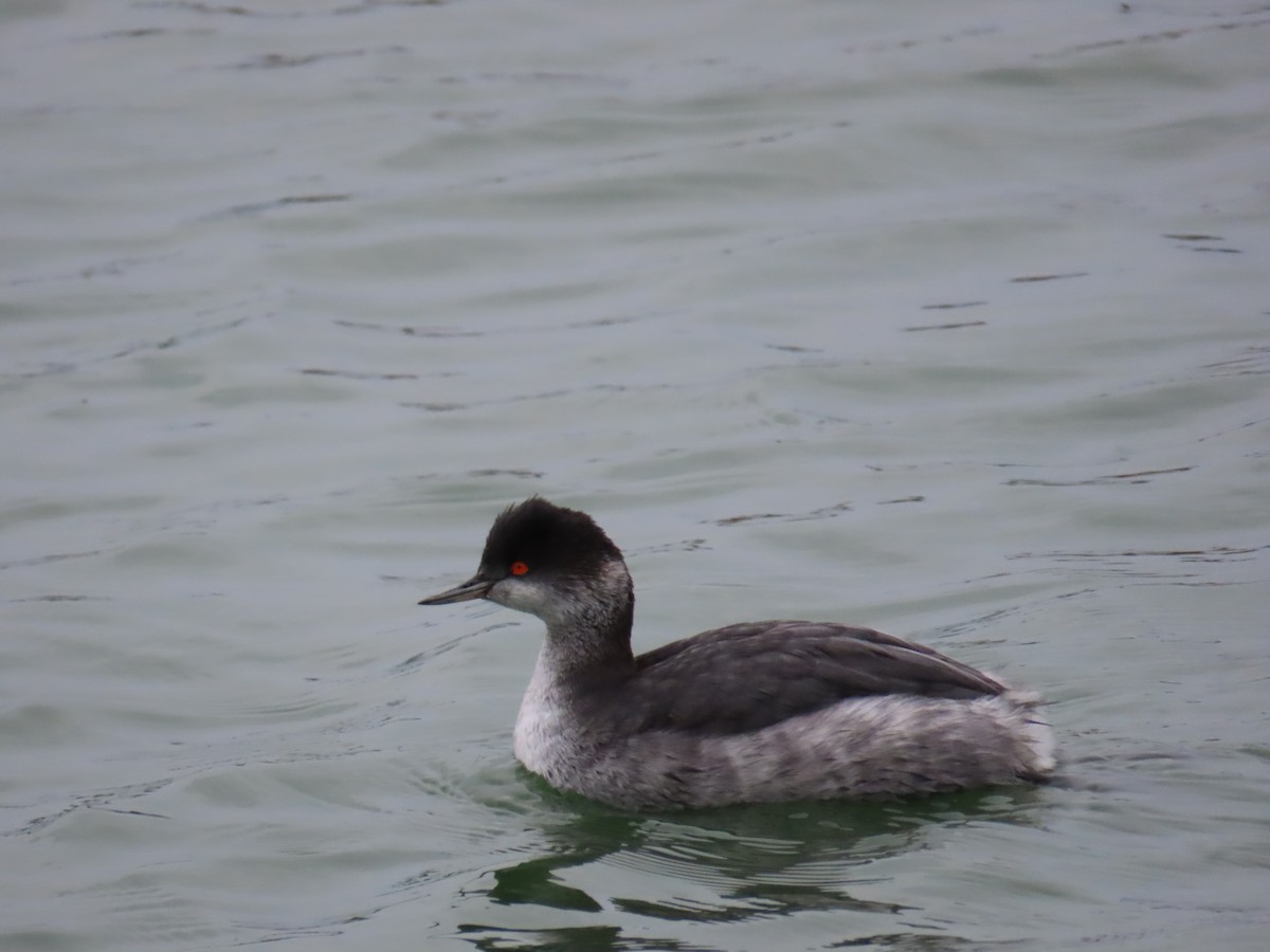 potápka černokrká - ML647903522