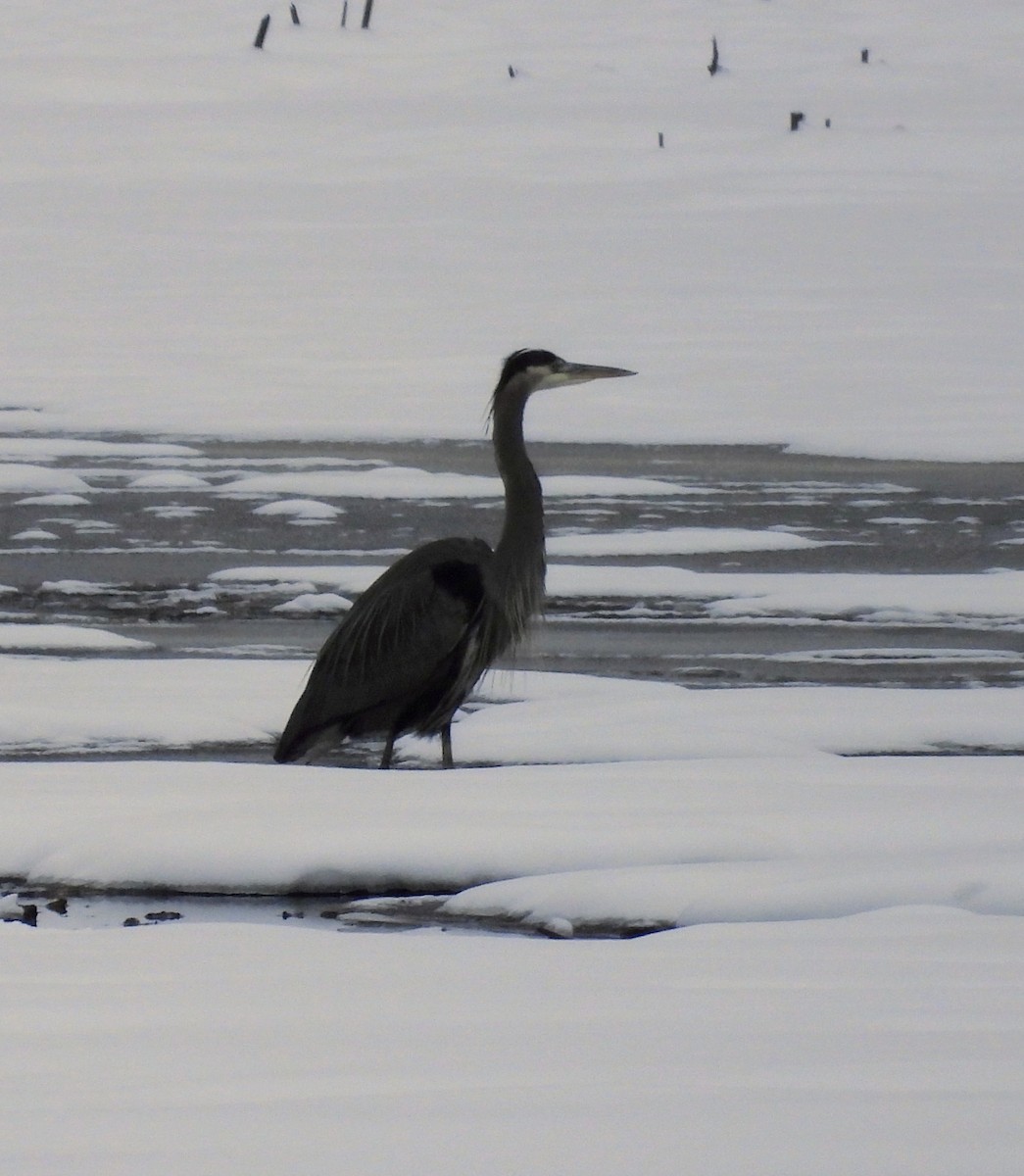 Great Blue Heron - ML647903527