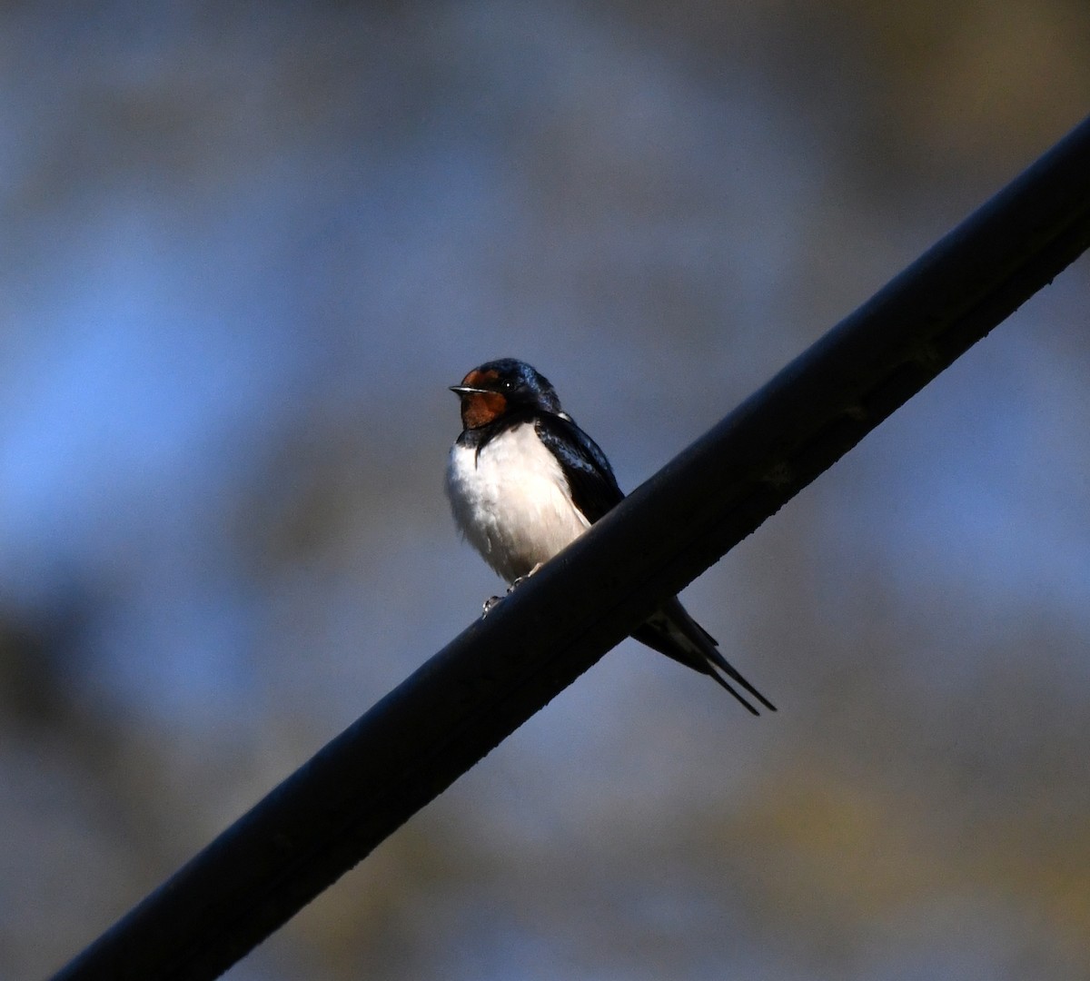 Ластівка сільська (підвид rustica) - ML647903551