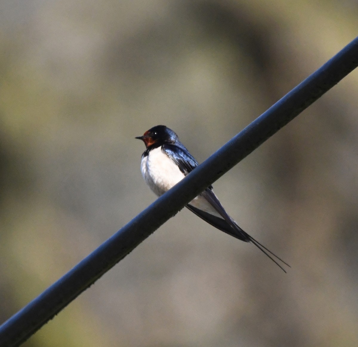 Ластівка сільська (підвид rustica) - ML647903552