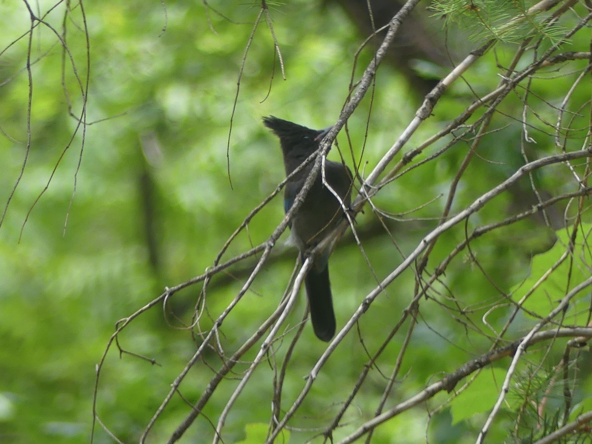 Steller's Jay - ML647903556