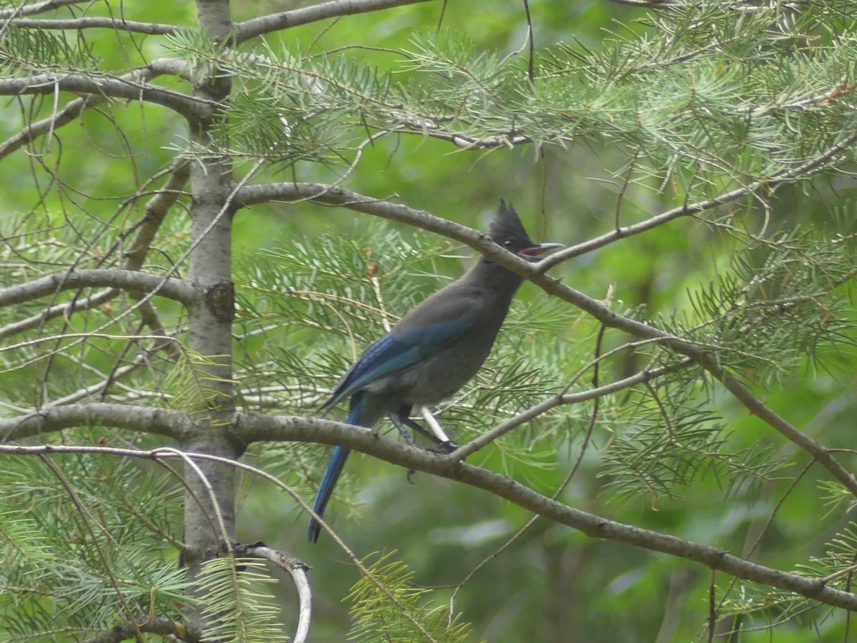 Steller's Jay - ML647903557