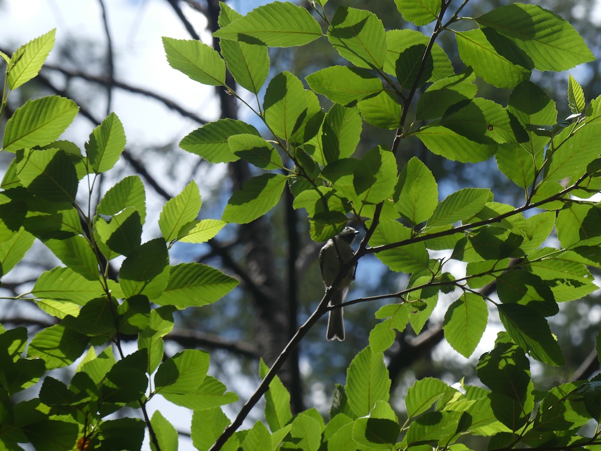 Bridled Titmouse - ML647903564