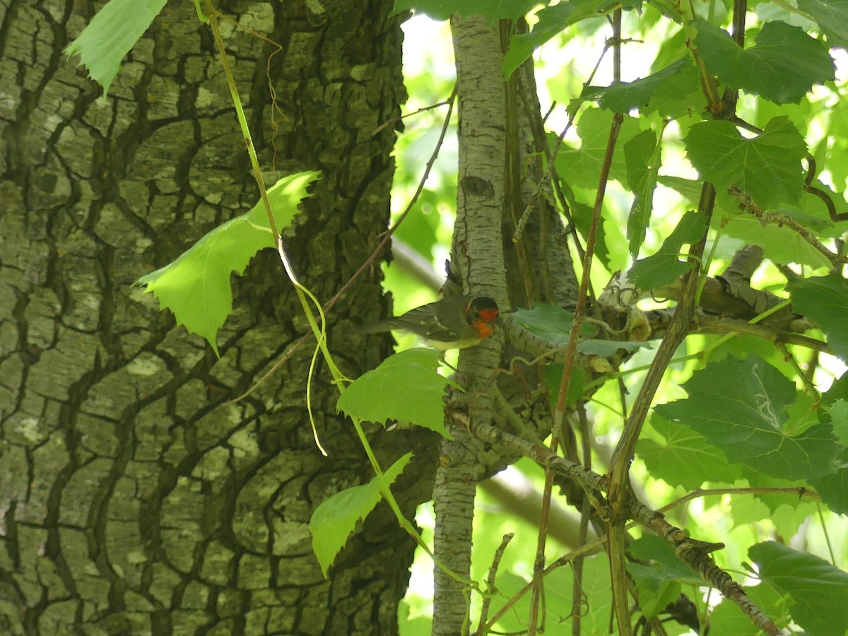 Red-faced Warbler - ML647903577
