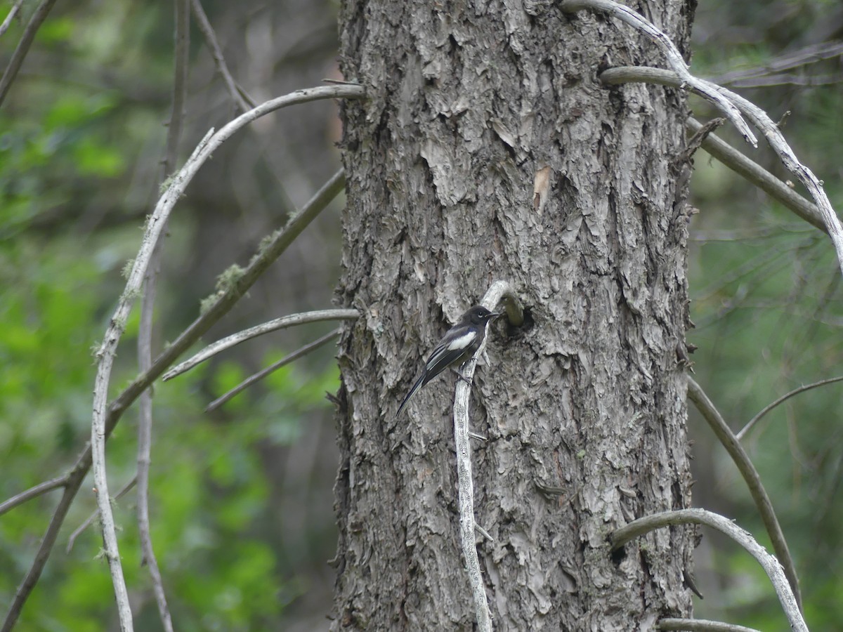 Painted Redstart - ML647903624