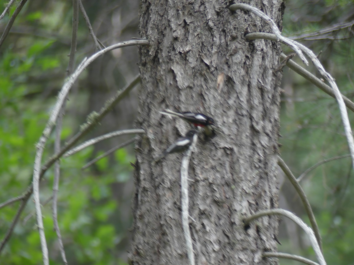 Painted Redstart - ML647903625