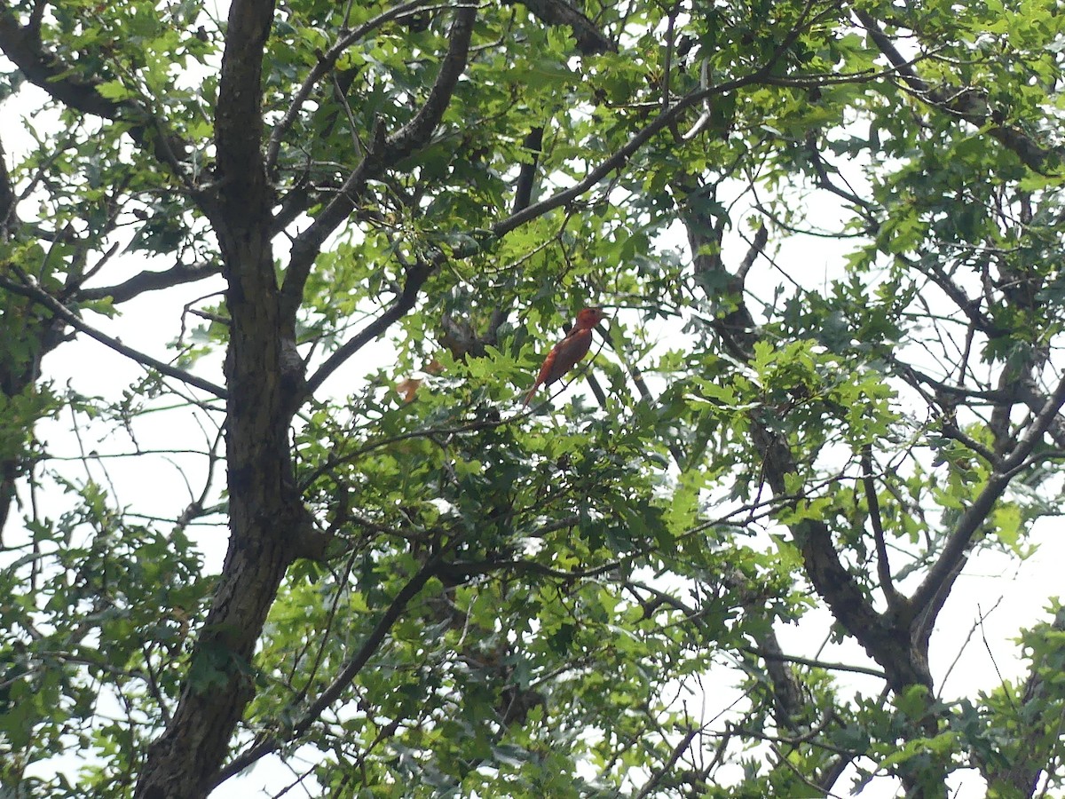 Summer Tanager - ML647903659