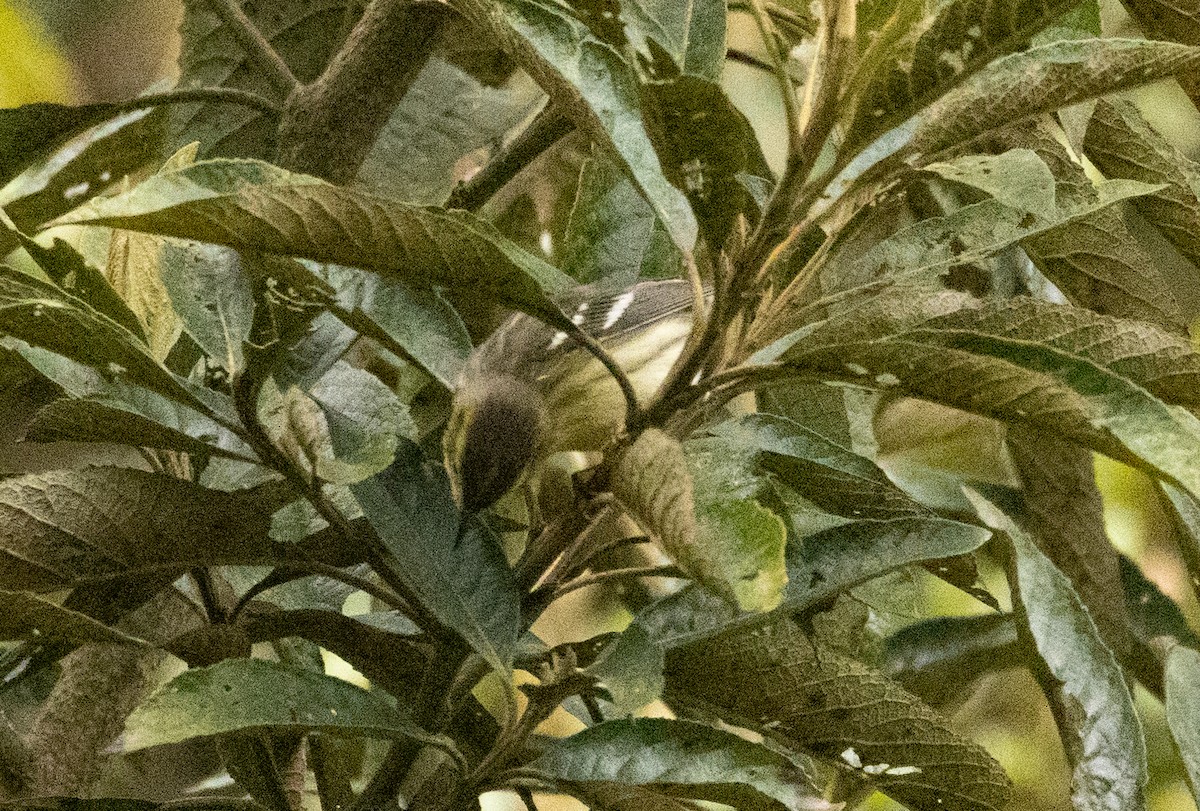 Reinita Gorjinaranja - ML647903660