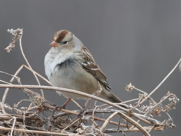 strnadec bělopásý - ML647903717