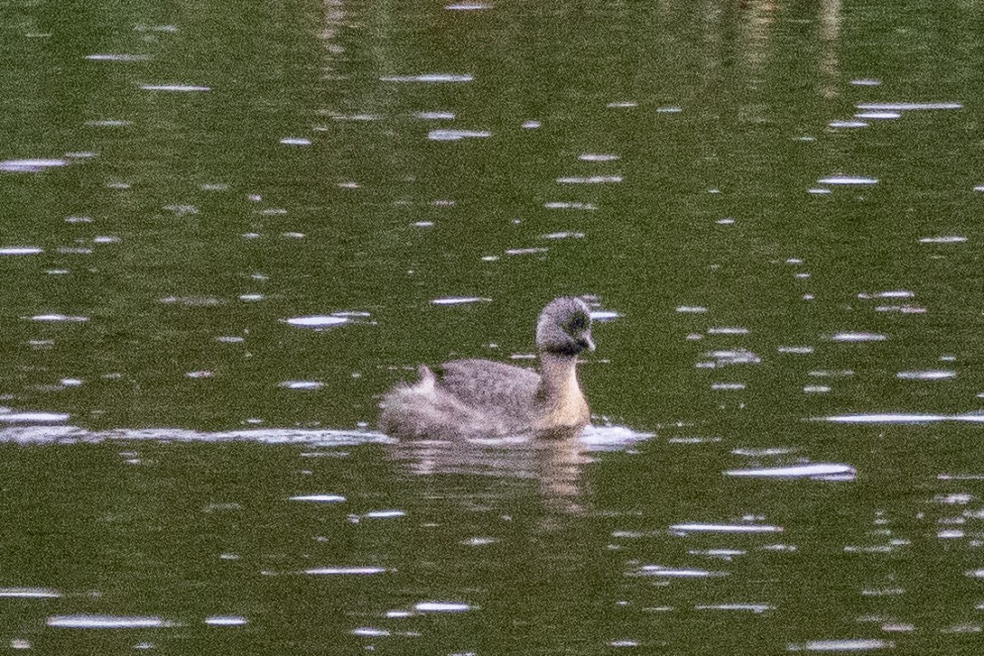 Txilinporta burugrisa - ML647903725