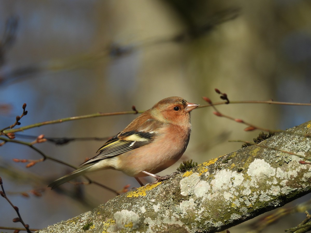 Pinson des arbres - ML647903790