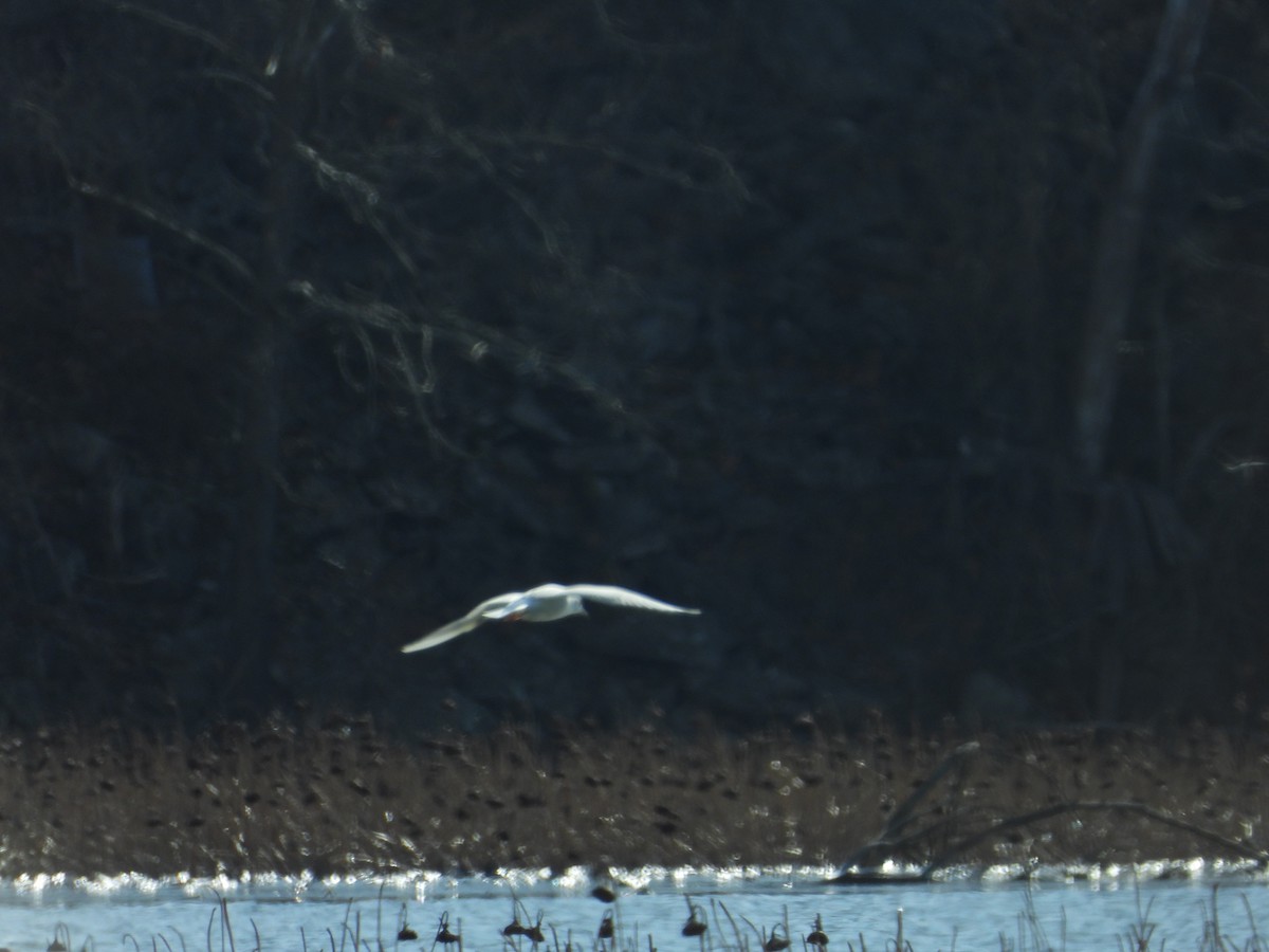 Bonaparte's Gull - ML647903794
