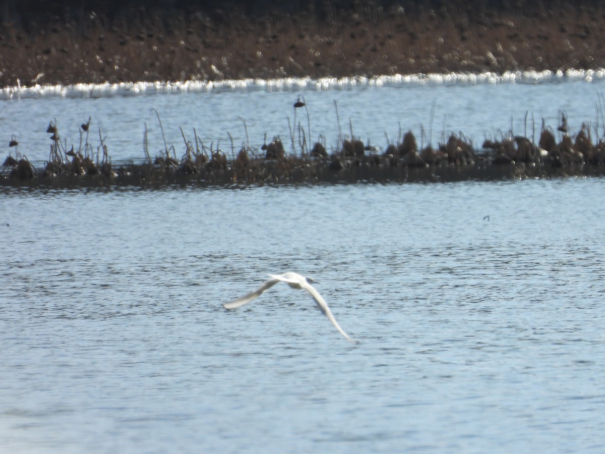 Bonaparte's Gull - ML647903796