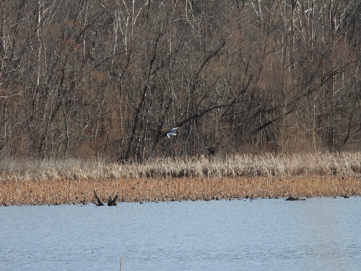 Bonaparte's Gull - ML647903797