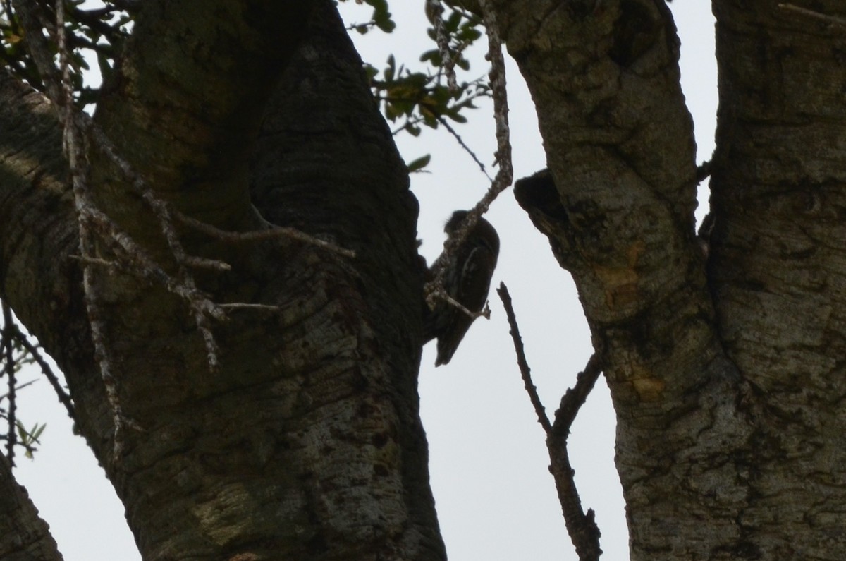 Pearl-spotted Owlet - ML647903876
