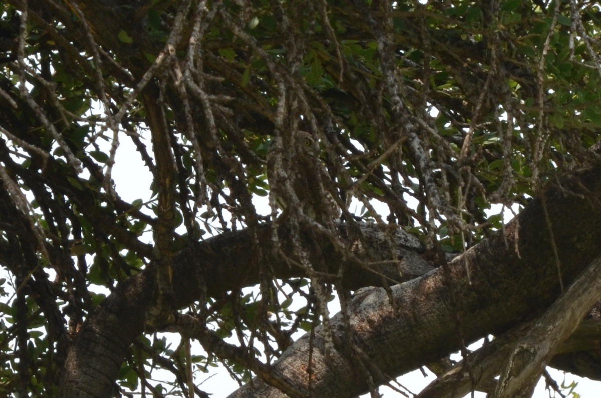 Pearl-spotted Owlet - ML647903877