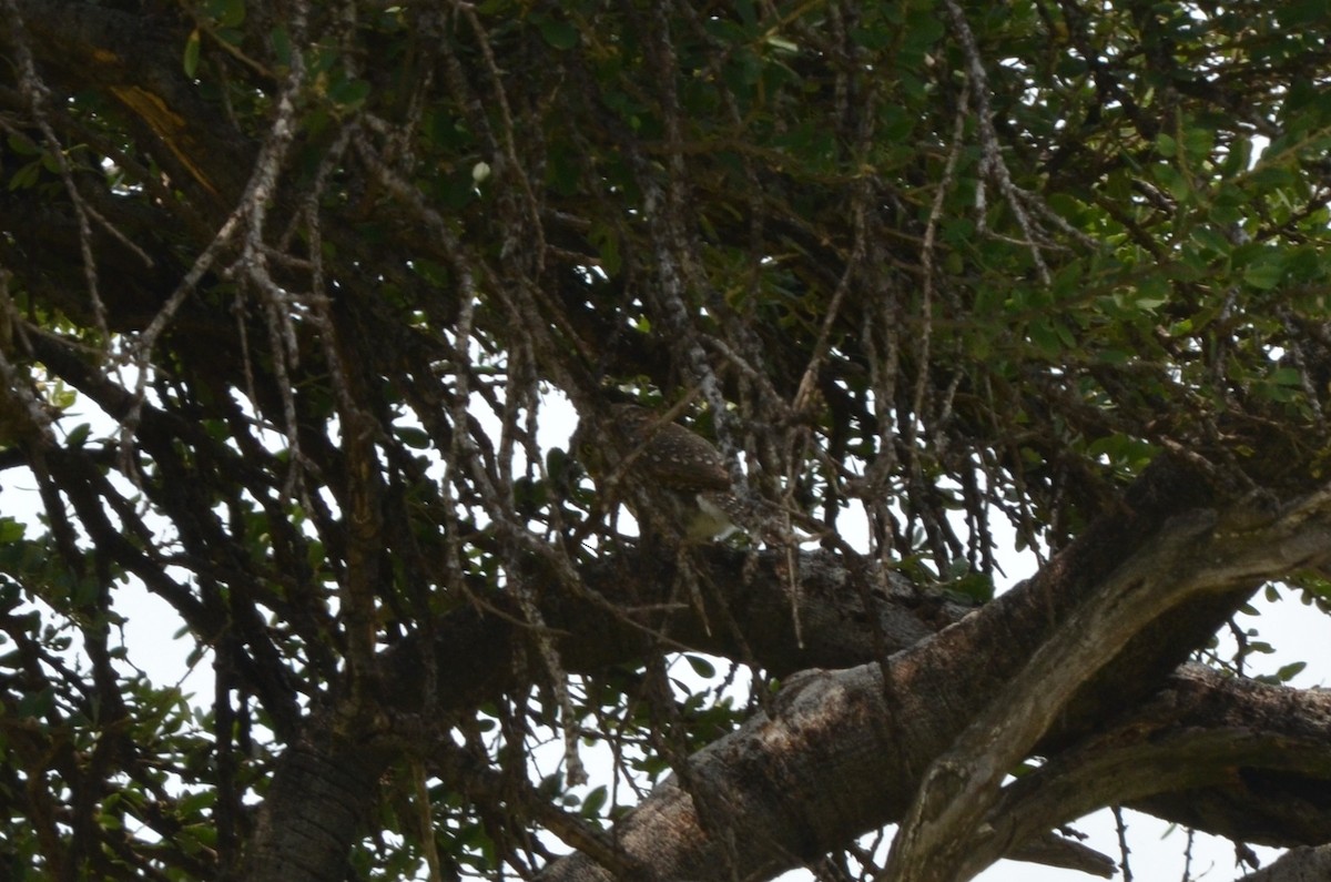 Pearl-spotted Owlet - ML647903878