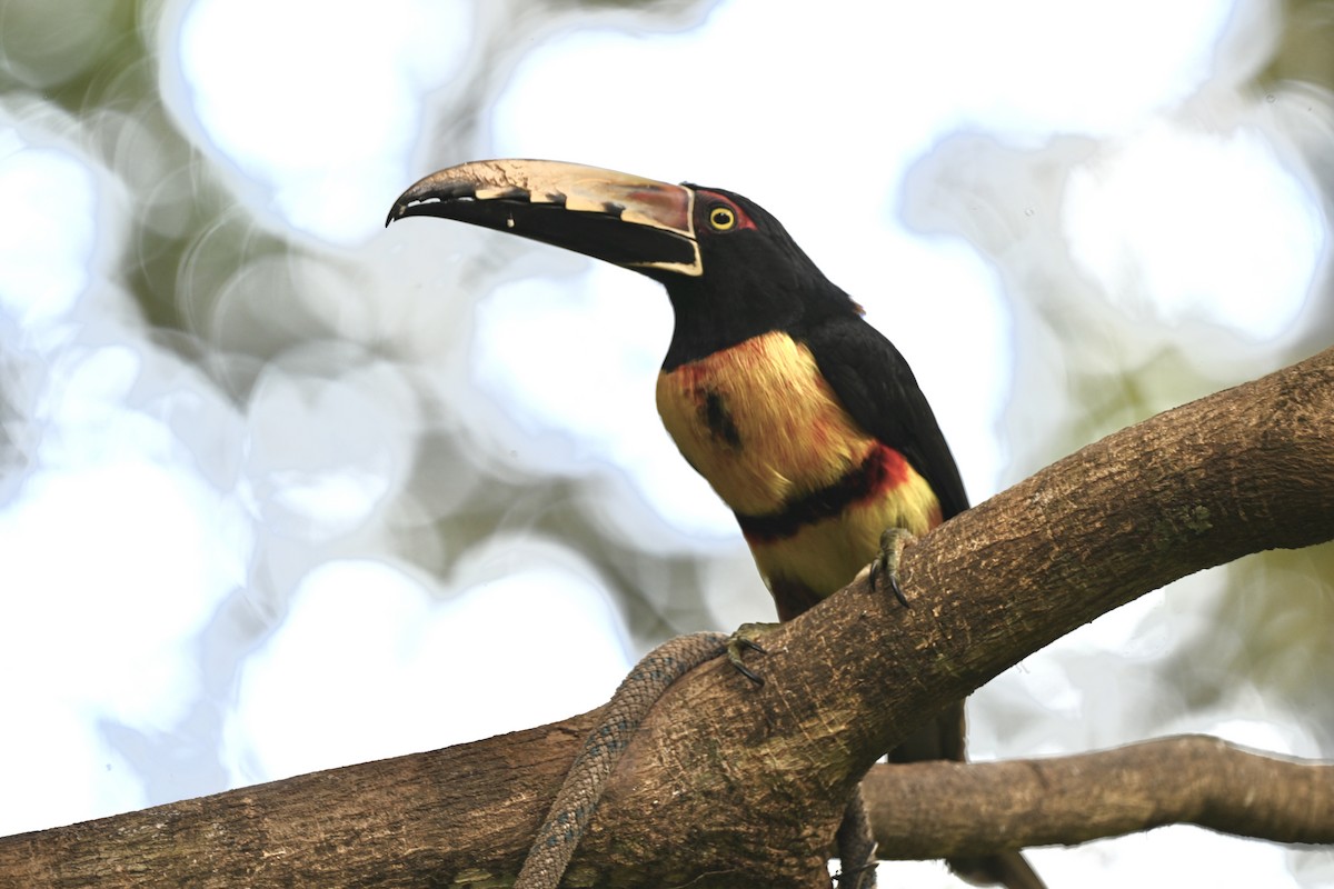 Collared Aracari - ML647903881