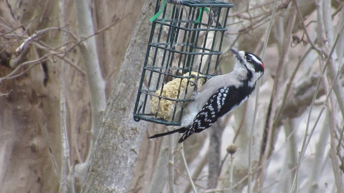 Downy Woodpecker - ML647903882