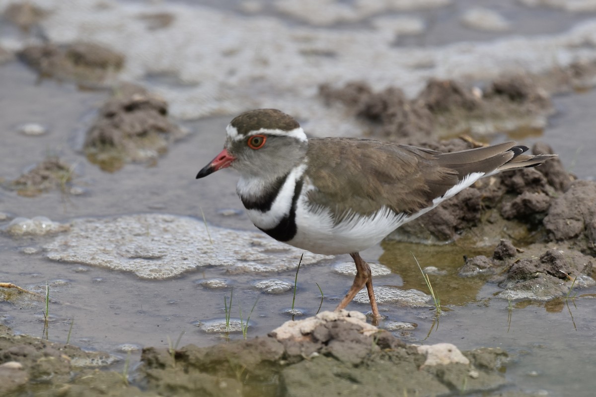 Three-banded Plover - ML647903884