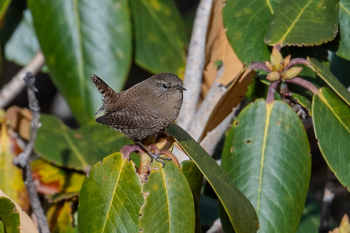 鷦鷯 - ML647903885