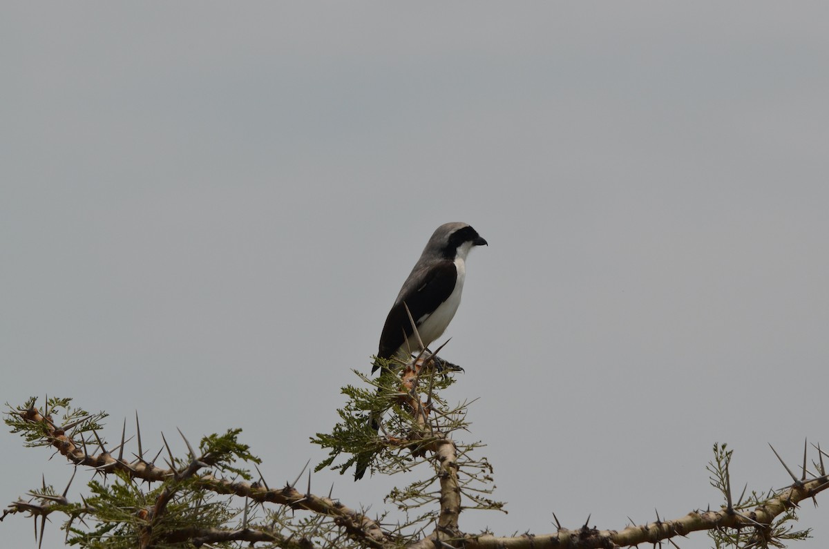 Gray-backed Fiscal - ML647903886