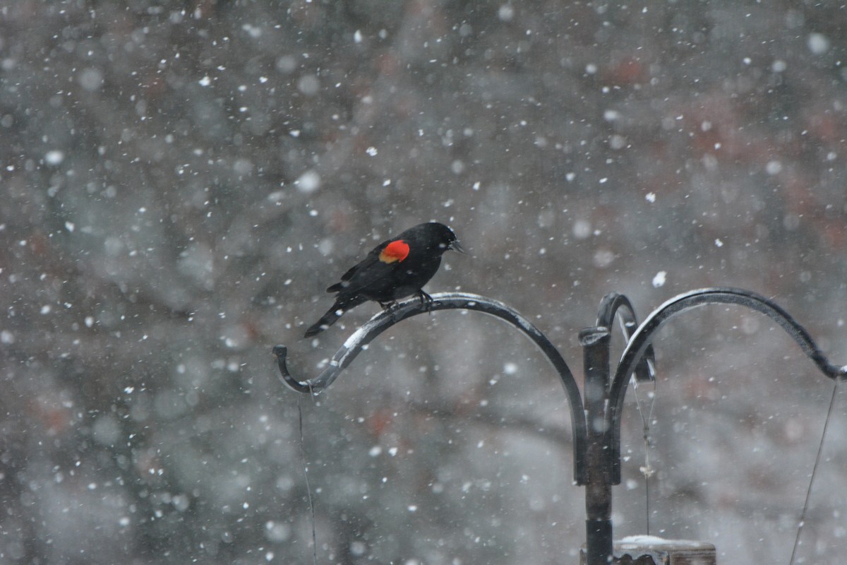 Red-winged Blackbird - ML647903887