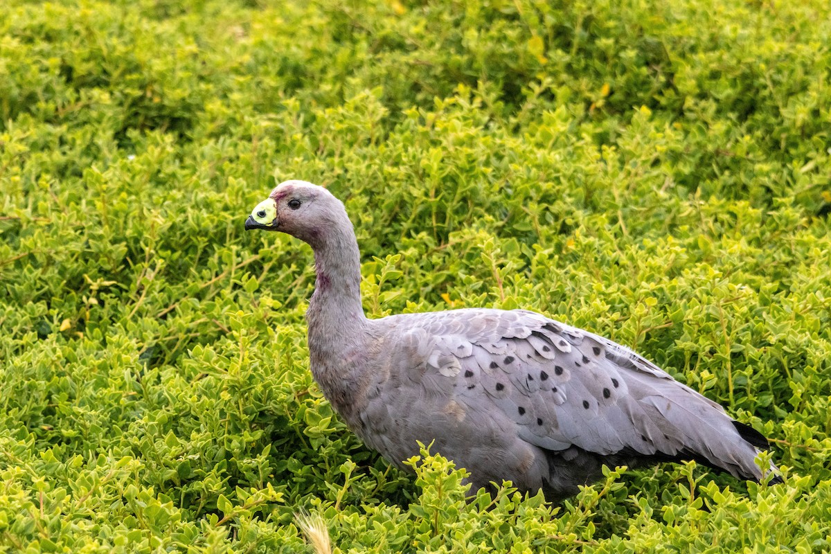 Cape Barren Goose - ML647903888