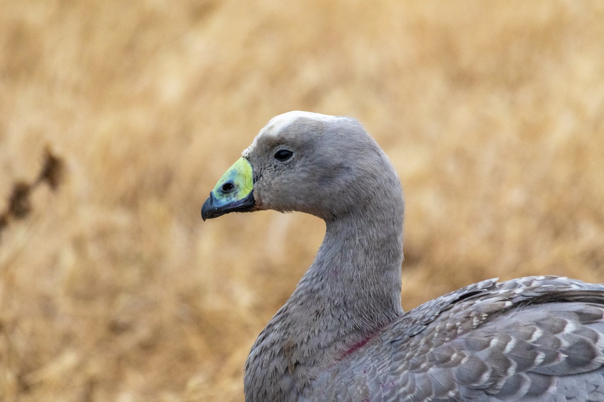 Cape Barren Goose - ML647903889
