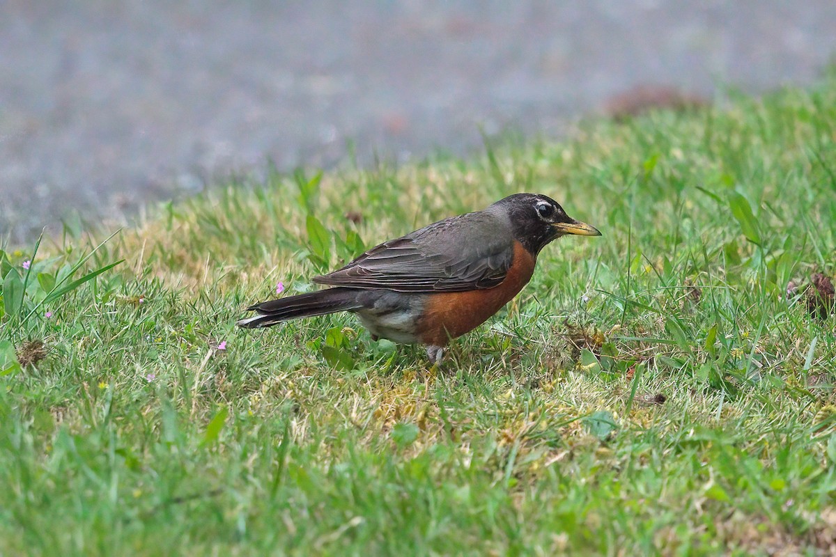 American Robin - ML647903890